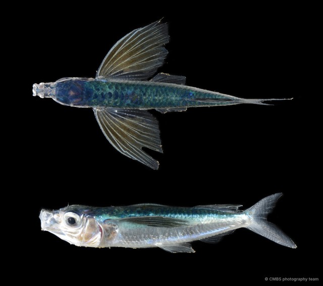 Exocoetidae sp. "SS-4803" • © CMBS photography team • All Rights Reserved