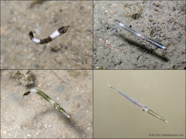 Hemiramphidae sp. "0c4fc567" • © Ria Tan • All Rights Reserved