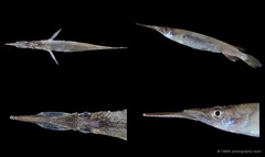 Dermogenys collettei • © CMBS photography team • All Rights Reserved