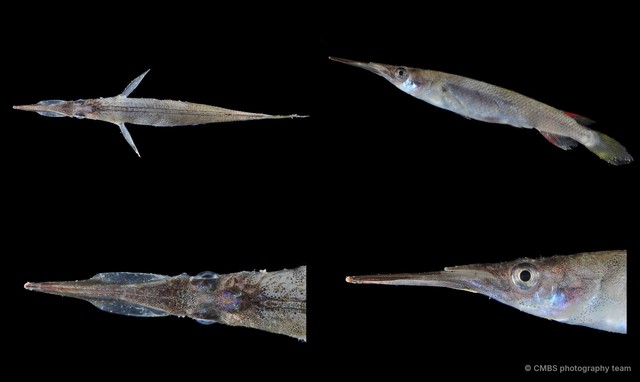 Dermogenys collettei