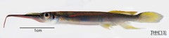 Hemirhamphodon pogonognathus
