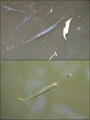 Zenarchopterus buffonis