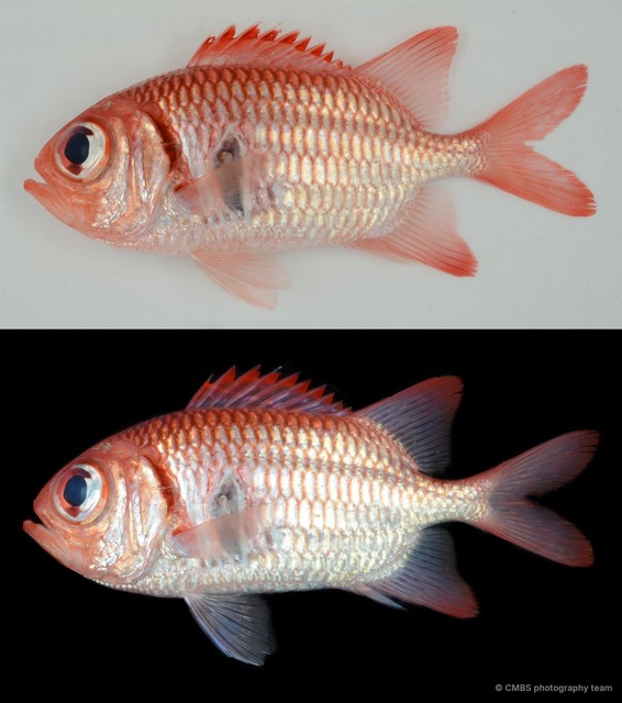 Myripristis hexagona • © CMBS photography team • All Rights Reserved