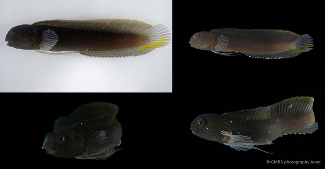Blenniidae sp. "982de6b2" • © CMBS photography team • All Rights Reserved