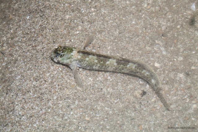 Entomacrodus striatus • © Marcus Ng Fu Chuan • All Rights Reserved