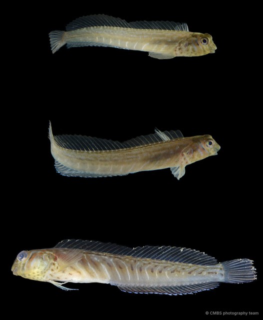 Omobranchus sp. "cf. ferox" • © CMBS photography team • All Rights Reserved