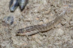 Omobranchus elongatus