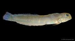 Omobranchus ferox • © CMBS photography team • All Rights Reserved