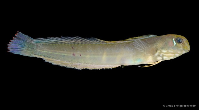 Omobranchus ferox