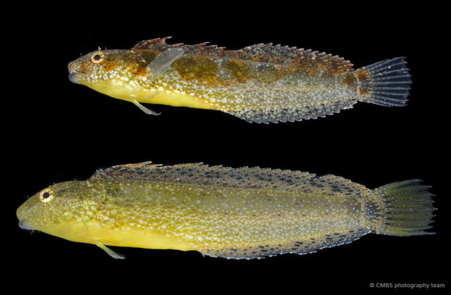 Petroscirtes variabilis • © CMBS photography team • All Rights Reserved