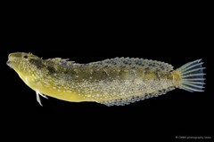 Petroscirtes variabilis • © CMBS photography team • All Rights Reserved