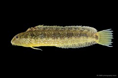 Petroscirtes variabilis • © CMBS photography team • All Rights Reserved