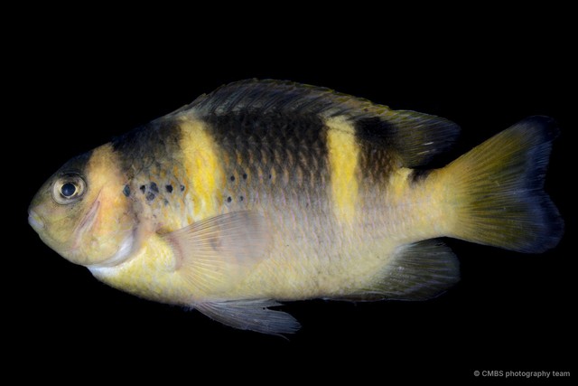 Pomacentridae sp. "SS-0787" • © CMBS photography team • All Rights Reserved