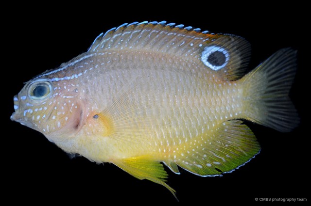 Pomacentridae sp. "SS-2490" • © CMBS photography team • All Rights Reserved