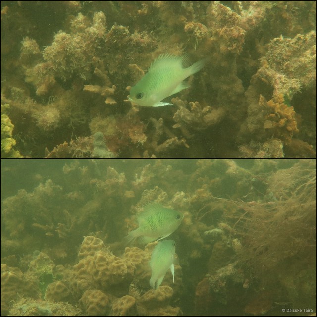 Amblyglyphidodon curacao • © Daisuke Taira • All Rights Reserved