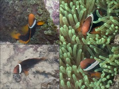 Amphiprion frenatus • © Ria Tan • All Rights Reserved