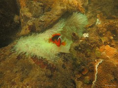 Amphiprion frenatus • © Daisuke Taira • All Rights Reserved