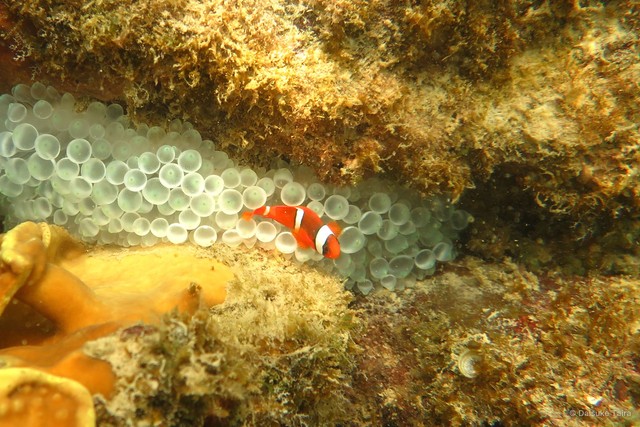 Amphiprion frenatus