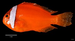 Amphiprion frenatus • © REL • All Rights Reserved