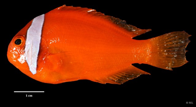 Amphiprion frenatus