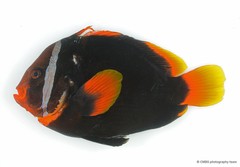 Amphiprion frenatus