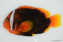Amphiprion frenatus • © CMBS photography team • All Rights Reserved
