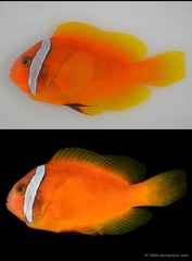 Amphiprion nigripes • © CMBS photography team • All Rights Reserved