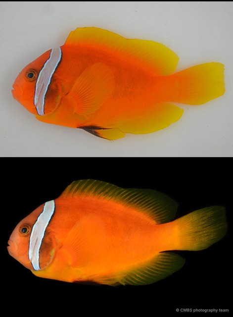 Amphiprion nigripes