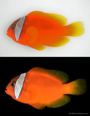 Amphiprion nigripes • © CMBS photography team • All Rights Reserved