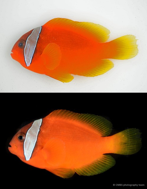Amphiprion nigripes • © CMBS photography team • All Rights Reserved