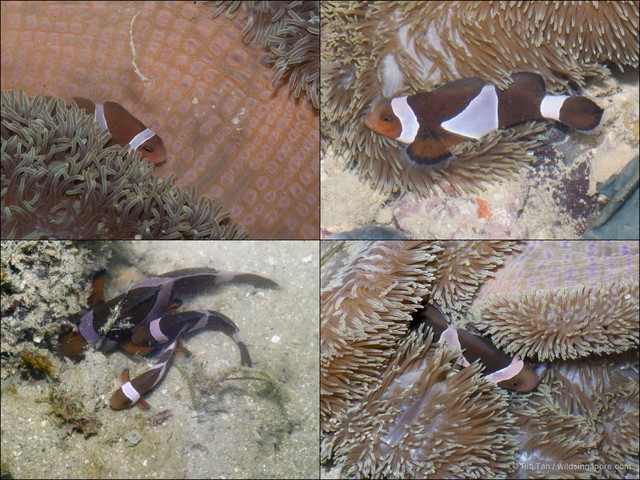 Amphiprion ocellaris