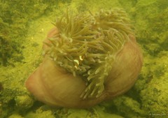 Amphiprion ocellaris • © Daisuke Taira • All Rights Reserved