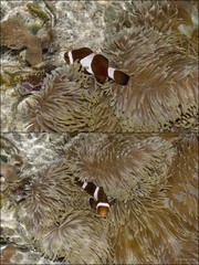 Amphiprion ocellaris • © Rene Ong • All Rights Reserved