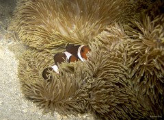 Amphiprion ocellaris • © Rene Ong • All Rights Reserved