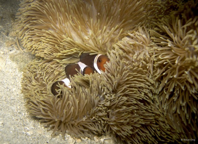 Amphiprion ocellaris
