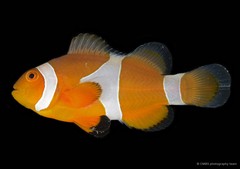 Amphiprion ocellaris • © CMBS photography team • All Rights Reserved