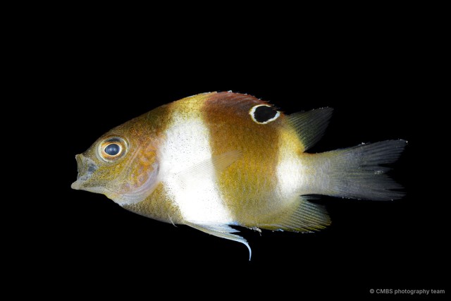 Dischistodus sp. "cf. prosopotaenia" • © CMBS photography team • All Rights Reserved