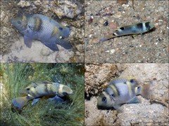 Dischistodus fasciatus • © Ria Tan • All Rights Reserved