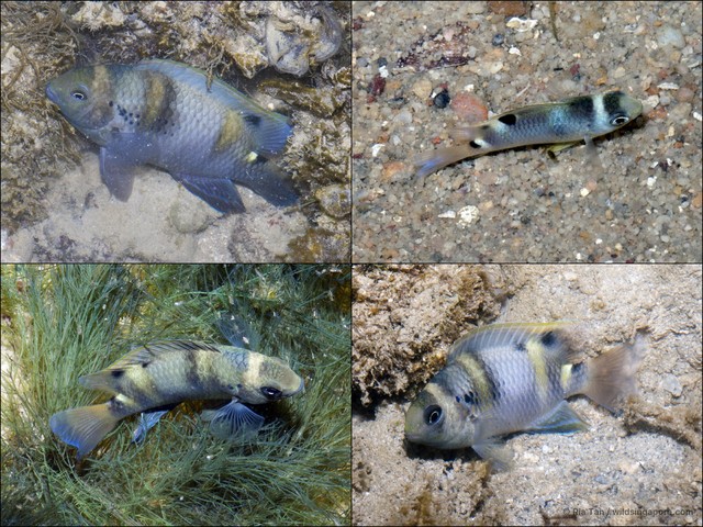 Dischistodus fasciatus