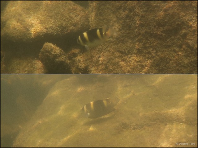 Dischistodus fasciatus