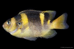 Dischistodus fasciatus • © CMBS photography team • All Rights Reserved