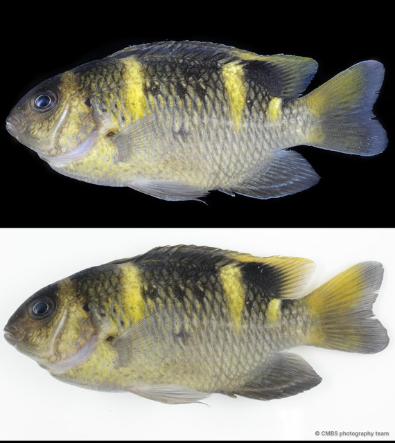 Dischistodus fasciatus