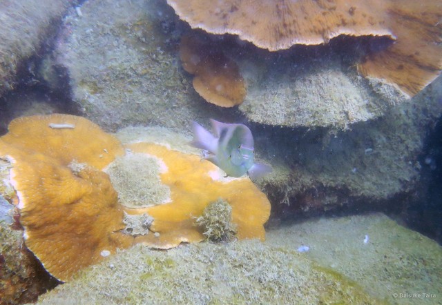 Dischistodus prosopotaenia