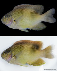 Dischistodus prosopotaenia • © CMBS photography team • All Rights Reserved
