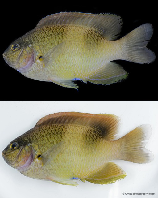 Dischistodus prosopotaenia • © CMBS photography team • All Rights Reserved