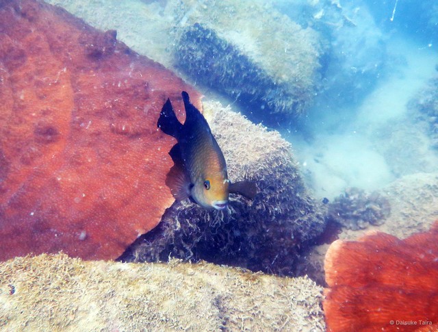 Hemiglyphidodon plagiometopon • © Daisuke Taira • All Rights Reserved