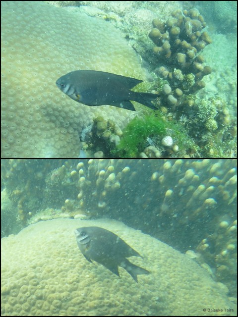 Neoglyphidodon nigroris