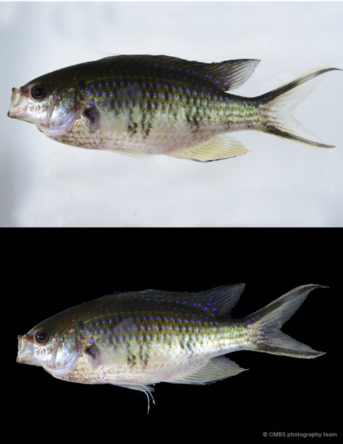 Neopomacentrus sp. "2" • © CMBS photography team • All Rights Reserved