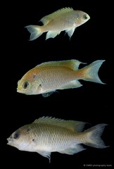 Neopomacentrus sp. "SS-4385"