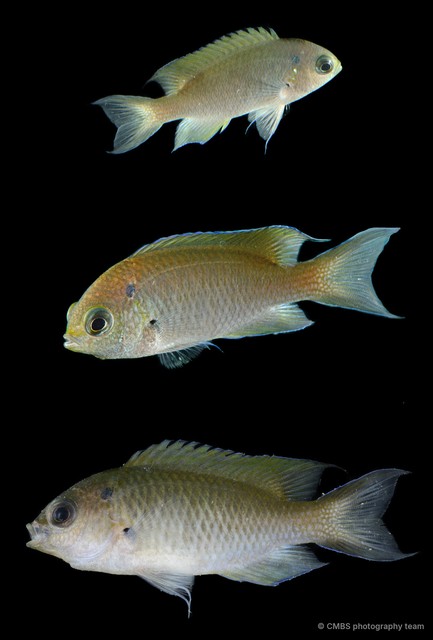 Neopomacentrus sp. "SS-4385" • © CMBS photography team • All Rights Reserved